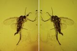 Fossil Fly (Sciaridae) In Baltic Amber #105506-2